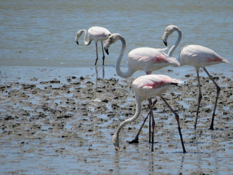 6 leuke dagtrips in de omgeving van Arles | Camargue | Flamingo's