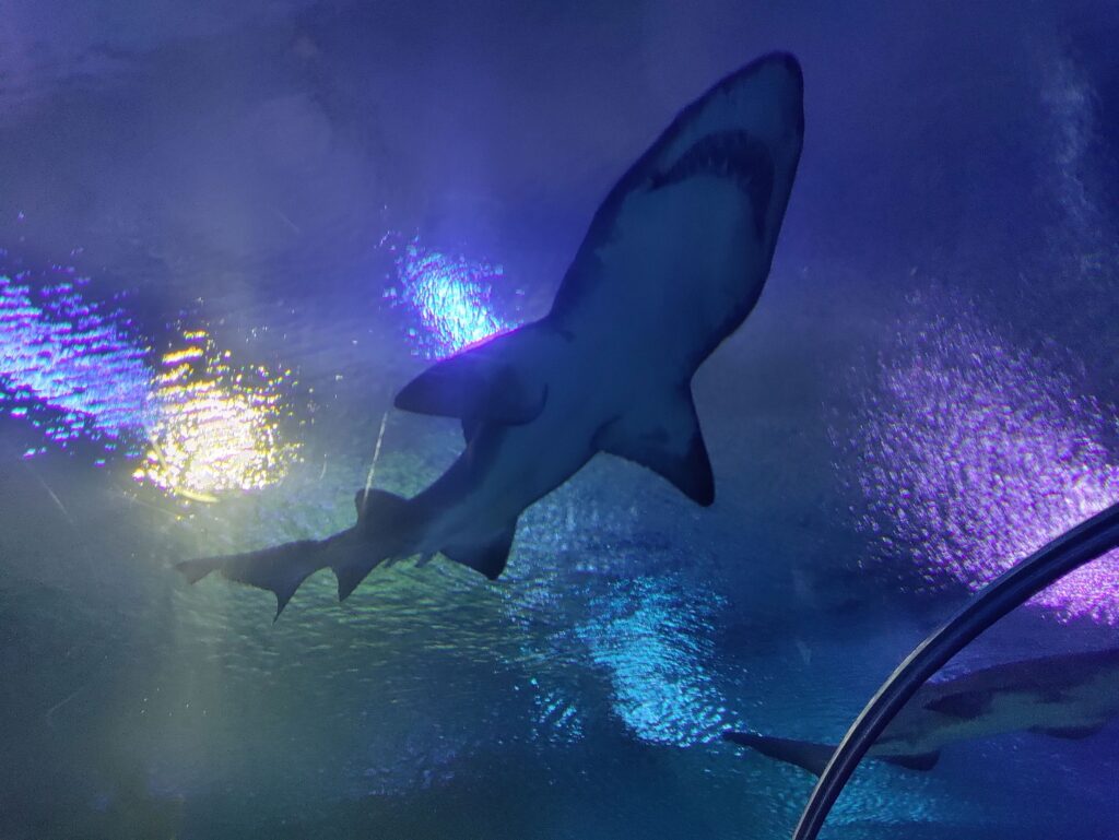 KLCC Aquarium | Haai