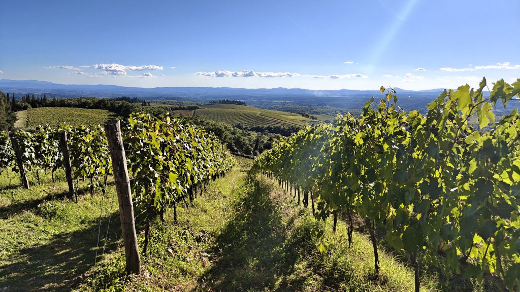 Wijngaarden in Toscane bij Castello Brollio