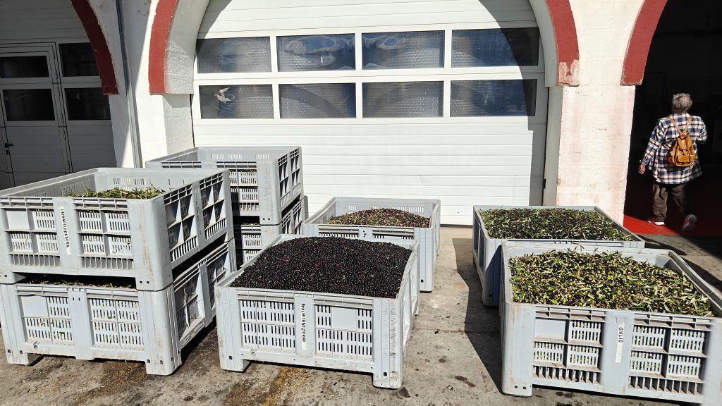 Olijven staan klaar voor de pers bij Extravergine Savoie in Puglia
