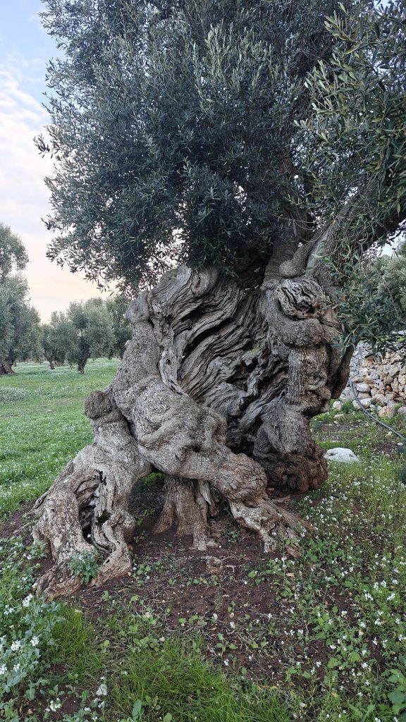 Tweeduizend jaar oude olijfboom in Puglia Italie