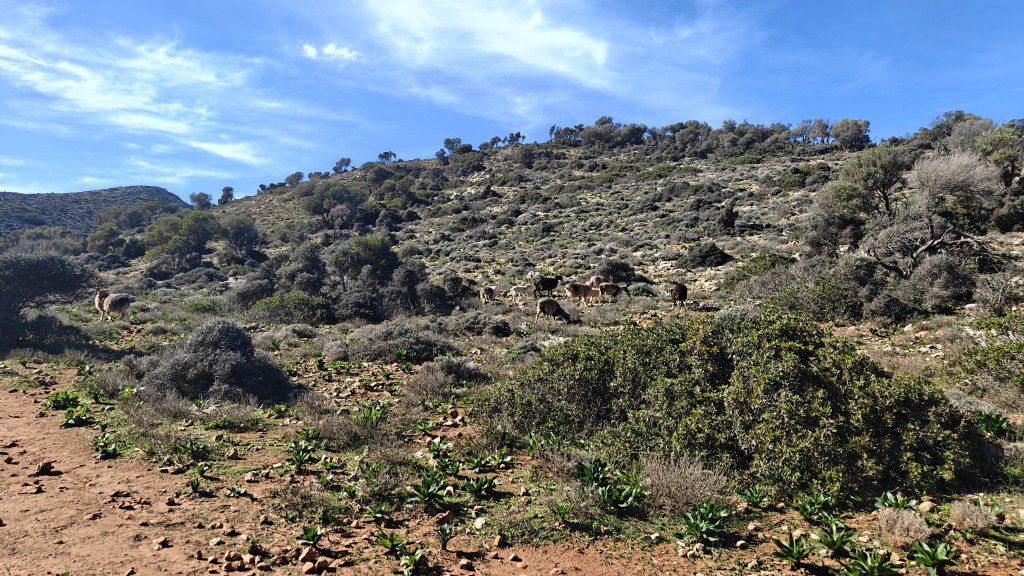 Mooi wandelen van Stavros naar Katholiko Klooster Kreta