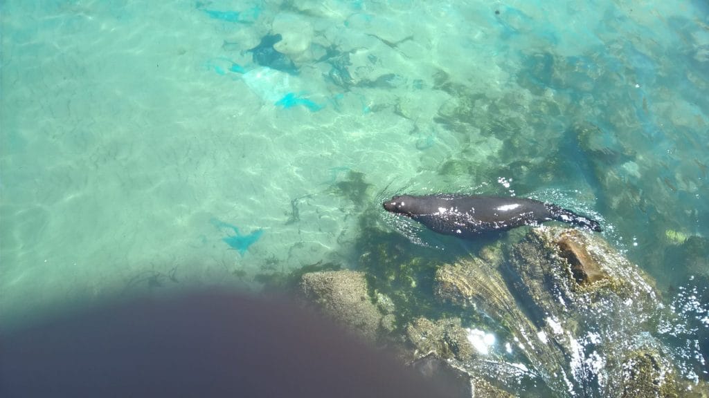 Houtbaai: zeehonden en zeeleeuwen wachten tot er visjes over boord vallen
