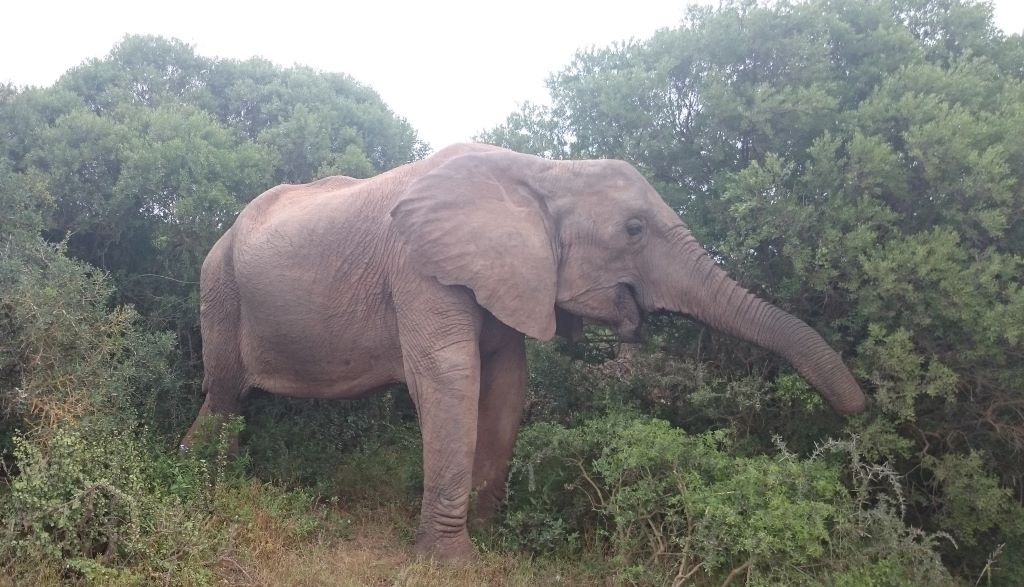 Roadtrip Zuid Afrika: Van Johannesburg naar Kaapstad in 4 weken