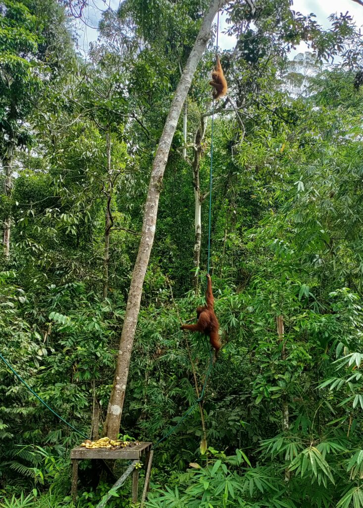 Een jaar op reis #15: Avontuurlijk Sarawak in Maleisisch Borneo