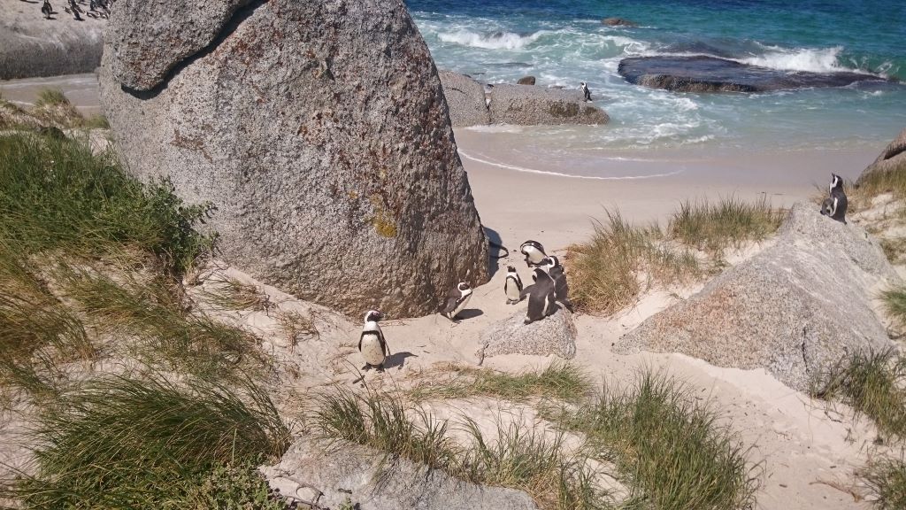 Boulders Beach | Roadtrip Kaapse Schiereiland