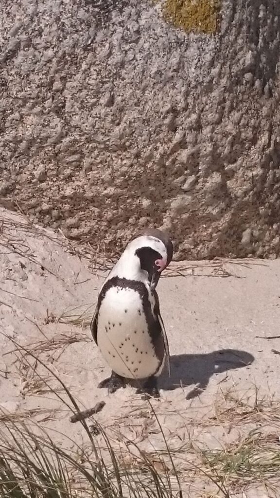 Pinguïns Kaapstad | Boulders Beach 