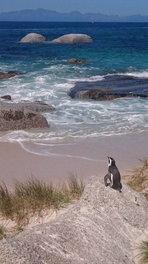 Boulders Beach | Simons Town | Bezienswaardigheden Kaapse Schiereiland