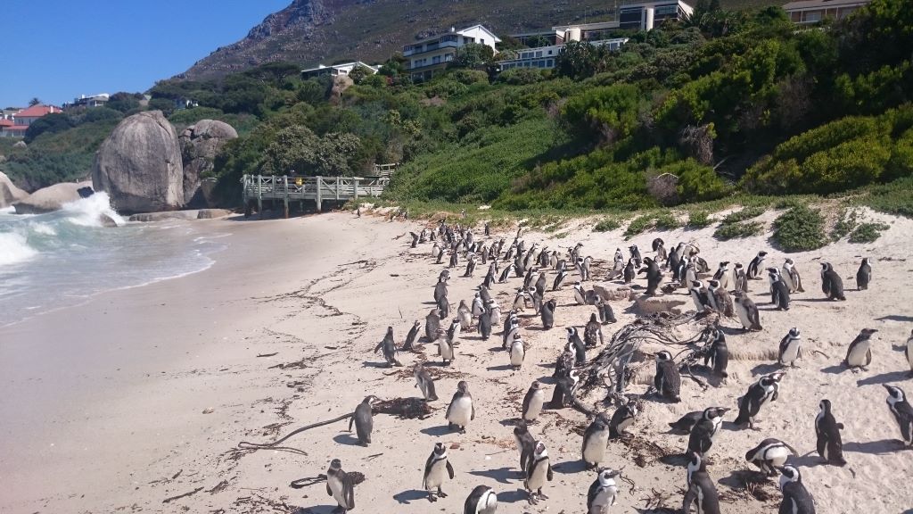 Pinguïns Kaapstad | Boulders Beach 