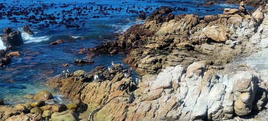 Stoney Point Pinguïns bij Betty's Bay vlakbij Kaapstad