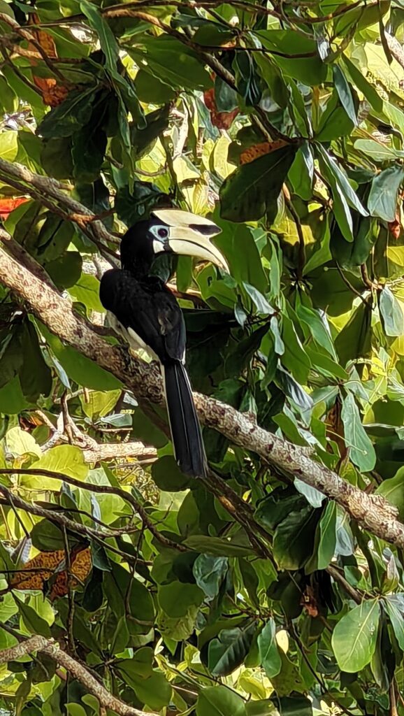 Neushoornvogel Pangkor Island