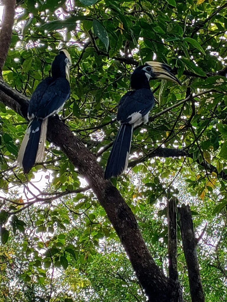 Neushoornvogels Utan Teluk Nipah