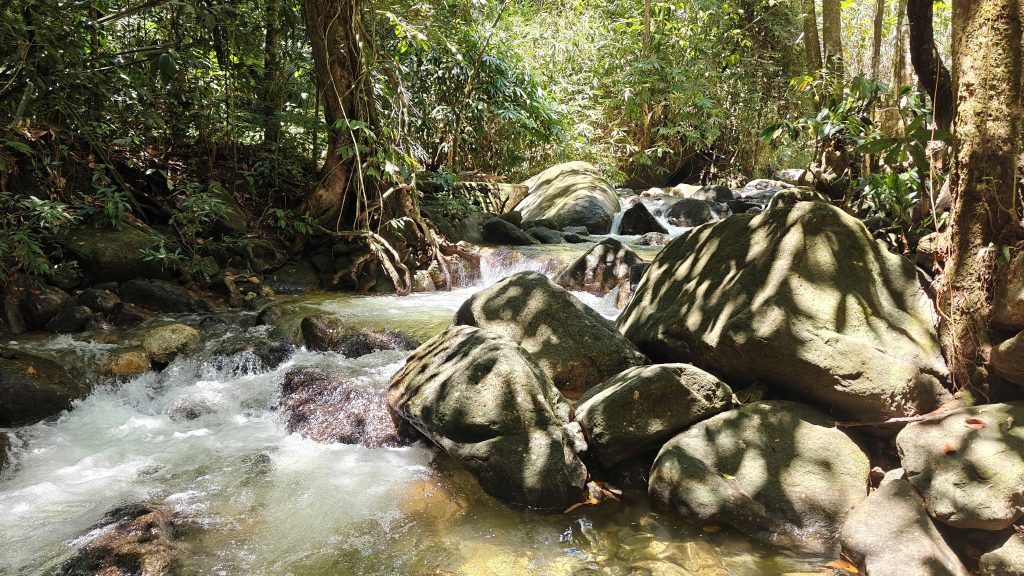 Jungle Ipoh_Tropisch regenwoud_Taman Eko-Rimba Kledang Saiong