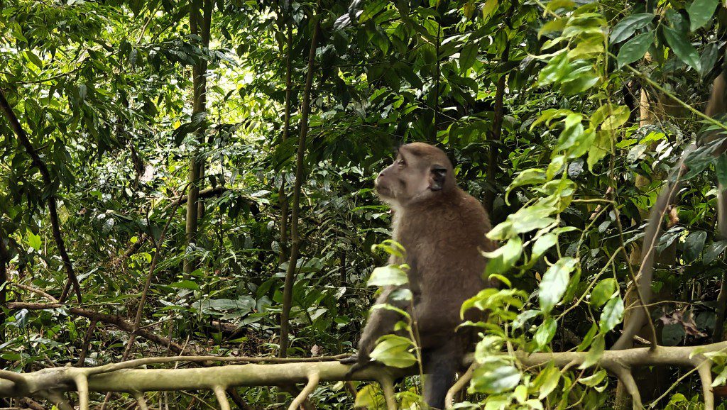 In Bukit Kiara zie je heel veel aapjes