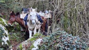 Ezels op het pad naar Qafa e Thelle in Llogara National Park Albanië