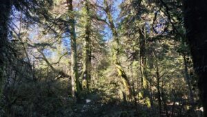 Mossy forest in Llogara National Park bij Vlore in Albanie