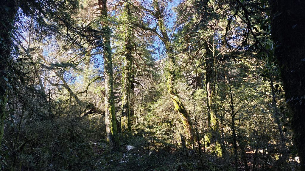Mossy forest in Llogara National Park bij Vlore in Albanie