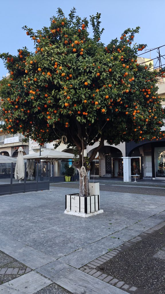Sinaasappelboom in Sparta Griekenland