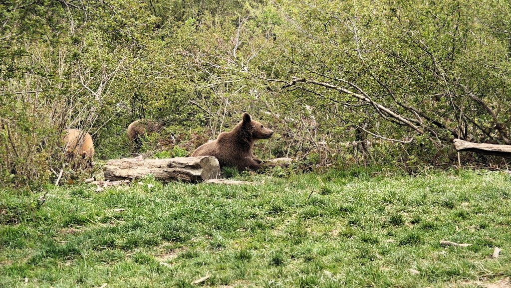 Libearty_opvang voor bruine beren in Transsylvanië Roemenië