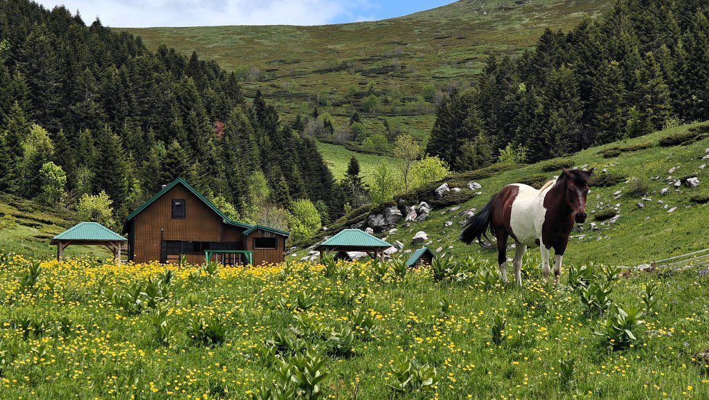 Groene weides in de bergen van Biogradska Gora Montenegro