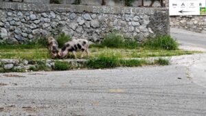 In de dorpen in Albanië lopen de varkens gewoon op straat Paja Guesthouse Bogë
