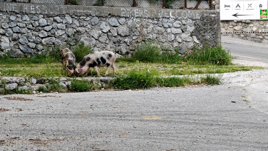 In de dorpen in Albanië lopen de varkens gewoon op straat Paja Guesthouse Bogë